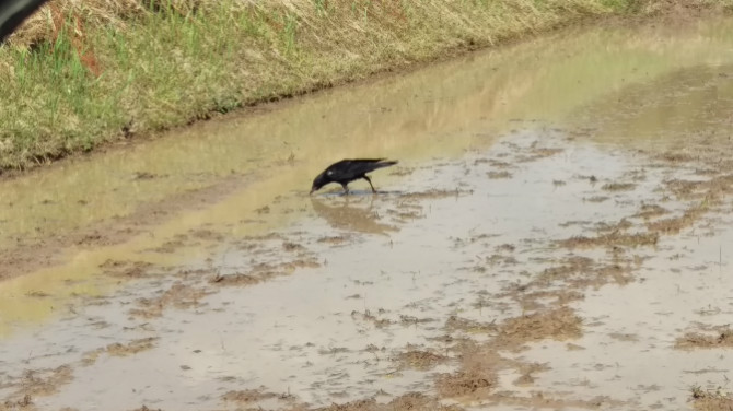 トラクターの後についてくるカラス、ミミズを食べに来ます