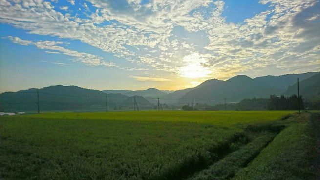 順調に育った稲穂、朝日を浴びて